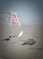 BIRDS OF CAPE MAY