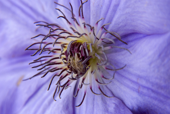 PURPLE ANTHERS